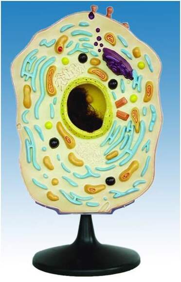 Модель "Клетка животного"